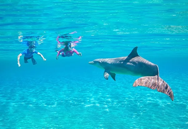 dolphin house marsa alam tauchen